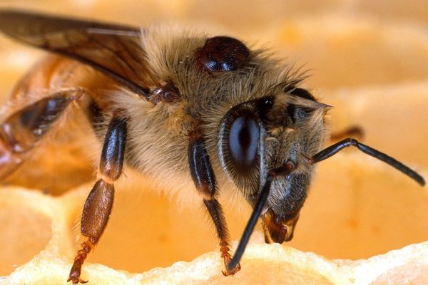 Une abeille infectée par un varroa