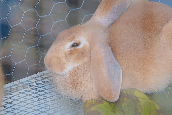 Sur ce stand, les lapins ne sont pas à vendre !