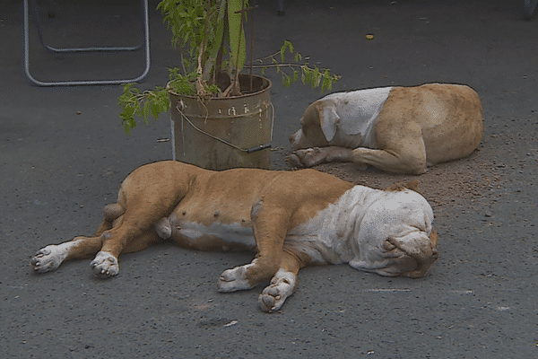 Il faut compter entre 8 000 xpf pour la castration d’un chat et plus de 25 000 xpf pour la stérilisation d’un chien.