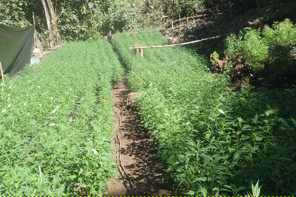 Ferme de cannabis