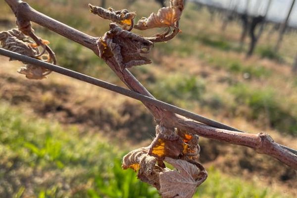 Vignes gelées