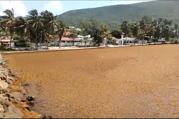 Le littoral de la Désirade envahi par les Sargasses