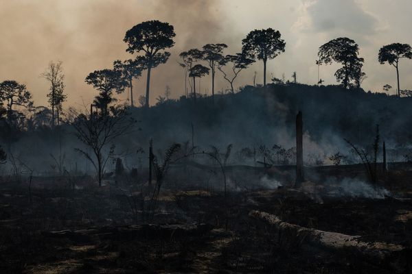 Forêt amazonienne au nord du Brésil