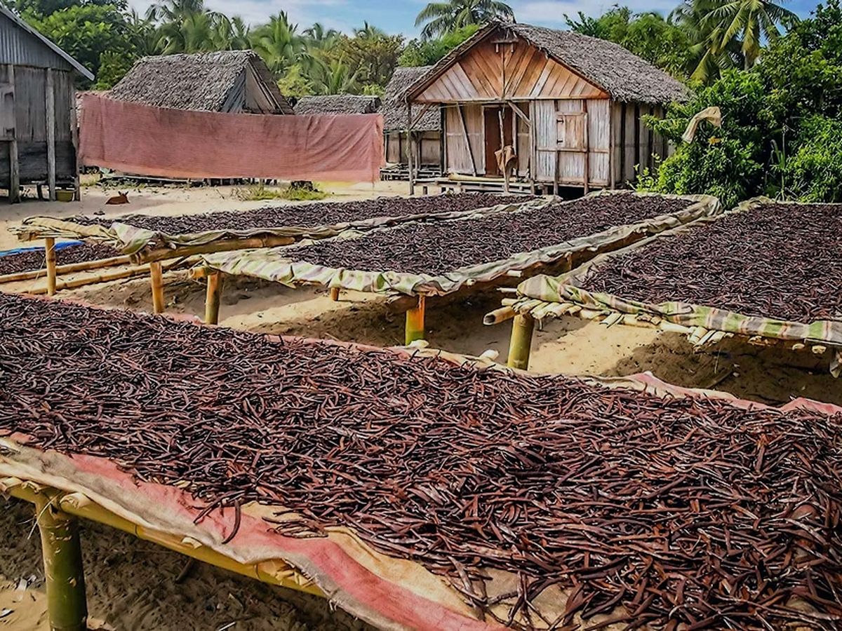 Madagascar reprend en main sa filière vanille, ce qui inquiète des  opérateurs – Inter-réseaux