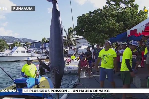 Pêche au gros : un haura de 96 kg pour l’équipe Siu