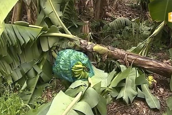 Gros dégâts dans les bananeraies de l'île après le passage de la tempête Matthew (29 septembre 2016)