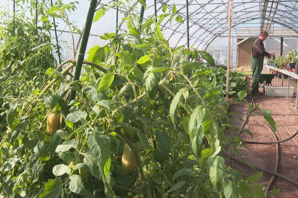 Arbo'ral diversifie son activité en proposant des fruits et des légumes issus de sa production locale