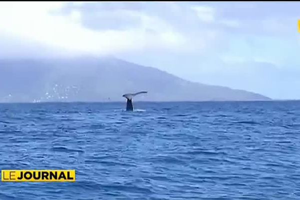 A la découverte des baleines avec Mata Tohora