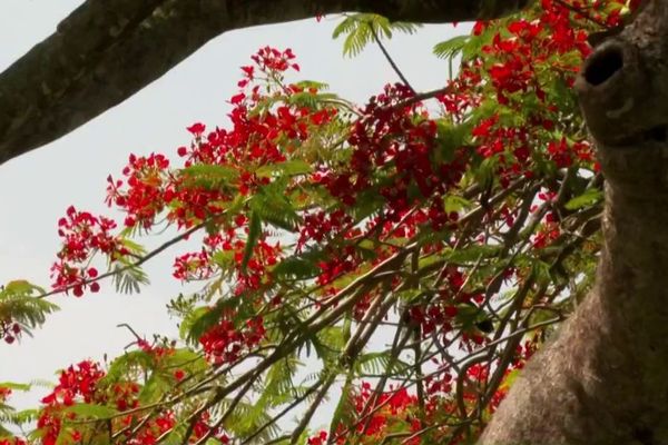 La période de floraison des flamboyants s'étend de juin à septembre, environ.