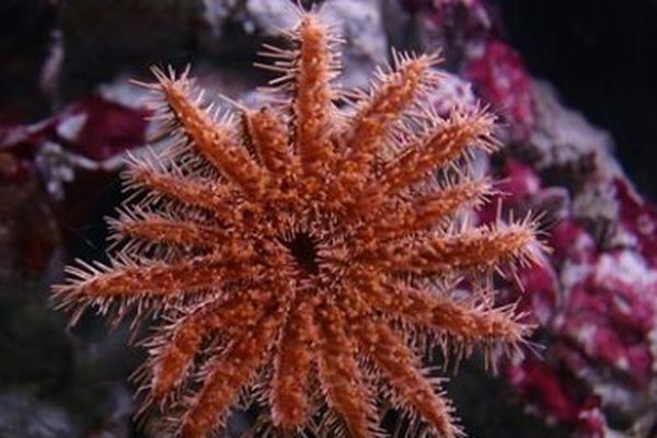 étoile de mer couronne d'épines