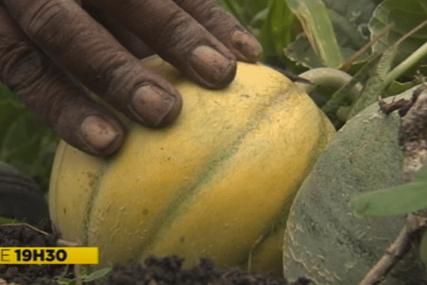 Récolte de melons 