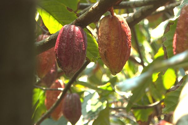 Cueillette des dernières cabosses de cacao à Saint-Philippe.