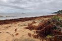 Retour des sargasses sur les côtes guyanaises