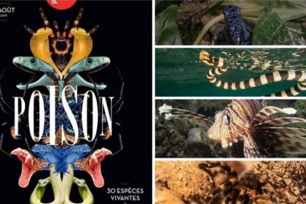 L'exposition "poison" se tent jusqu'au 11 août au Palais de la découverte à Paris