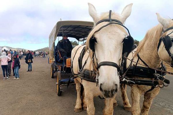 Plaine des Cafres : la fête du cheval bat son plein tout au long du week-end