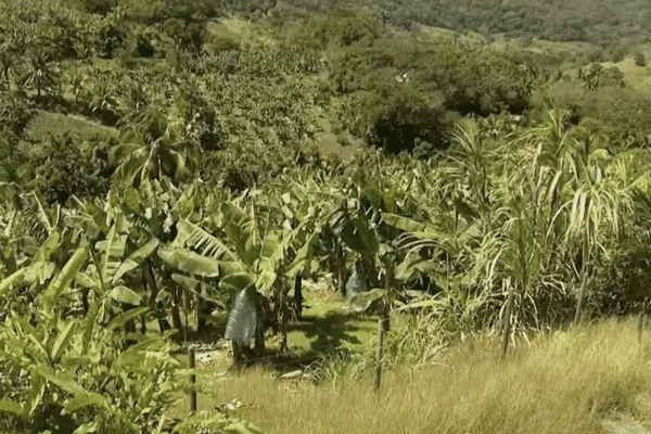 Paysage de campagne en Martinique.