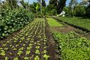 "Il y a une richesse insoupçonnée ici", les agriculteurs de Petite-Terre se relèvent après Chido