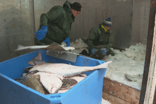 Plus de 140 tonnes de flétan blanc pêchées par l'armement ASPM OCEAN en 2024