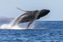 Observation des baleines : 2024 dans le top 3 des meilleures saisons