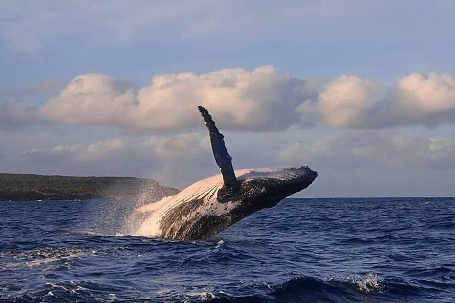 VIDEO. The whales are back in Lifou