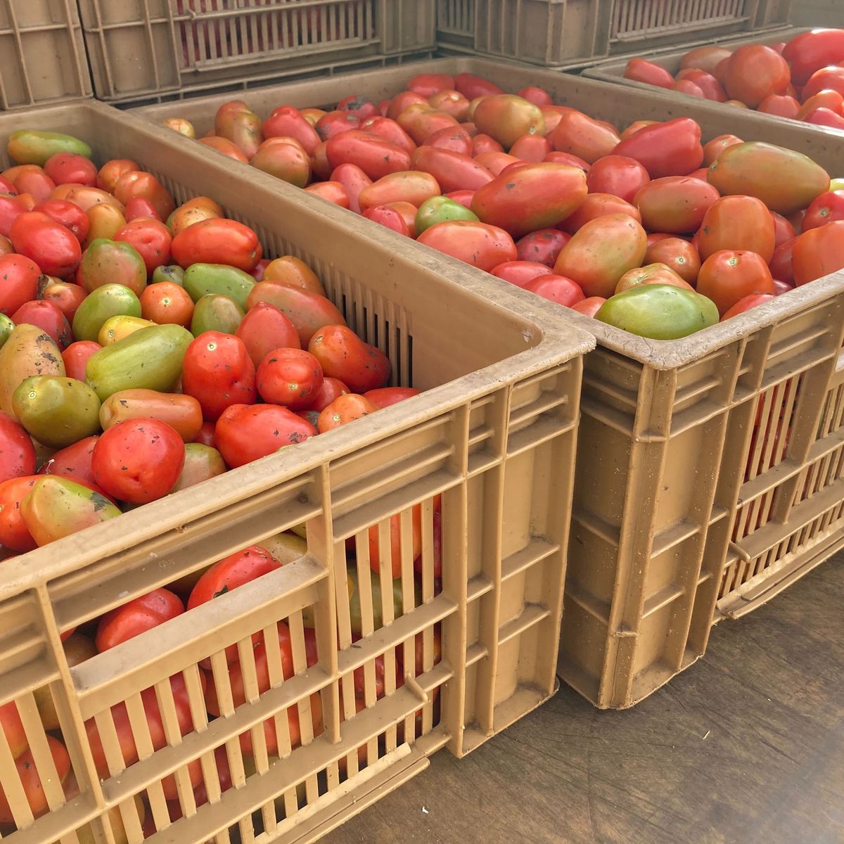 Un feu emporte un commerce d'alimentation pour bétail.