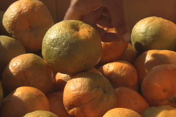 Mandarine de Canala