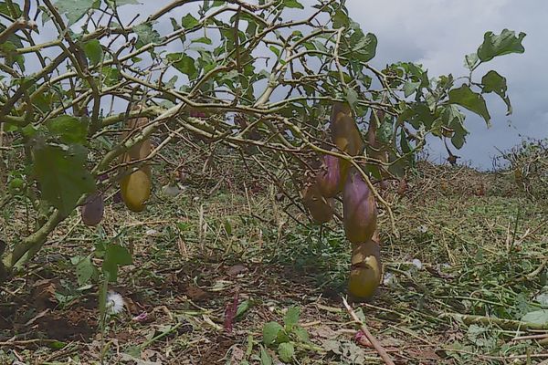 Certains légumes pourrissent, faute d'être ramassés.