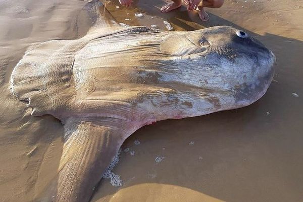 Un poisson-lune géant échoué au sud de l'Australie - Outre-mer la 1ère