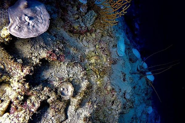 Blanchiment des coraux profonds océan Indien 31 oct 2023