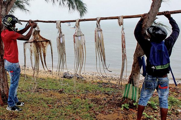 Pêche du ourite suspendue 3 mois à Rodrigues