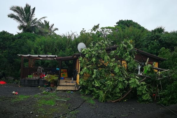 Fakir arbre couché près maison