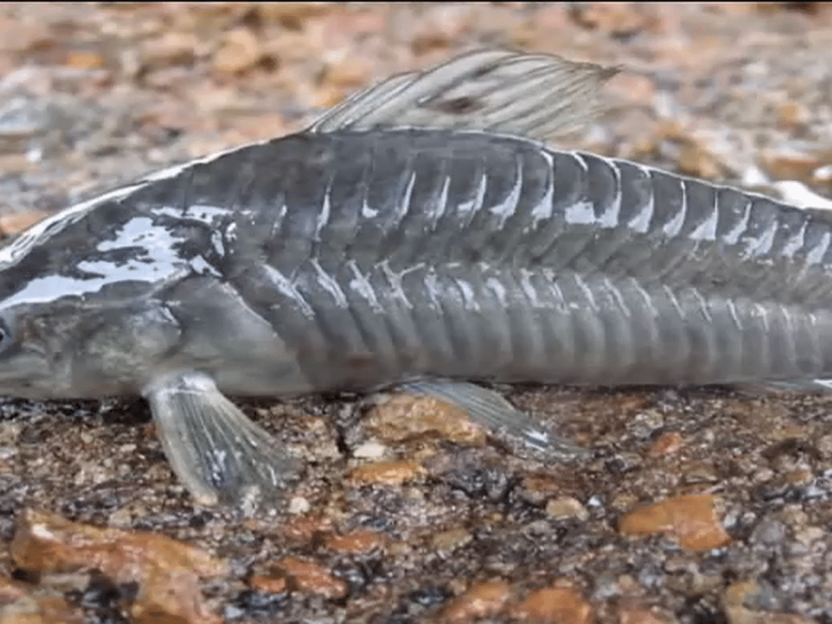 Latipa, un étrange poisson préhistorique - Guyane la 1ère