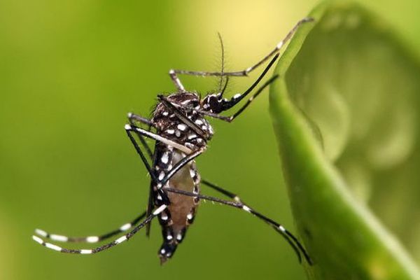 Le moustique tigre Aedes albopictus transmet le virus de chikungunya