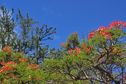 La Réunion : du soleil ce matin, des nuages cet après-midi et 31 °C