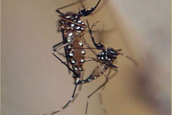 Accouplement entre deux moustiques de l'espèce Aedes aegypti, un des vecteurs de la dengue. La femelle (à gauche) est la seule qui pique.