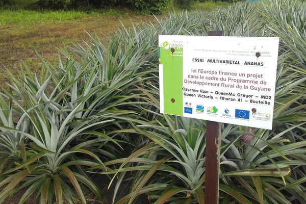 Parcelle du Cirad à la pointe Combi à Sinnamary