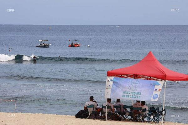 Vigies requins renforcées