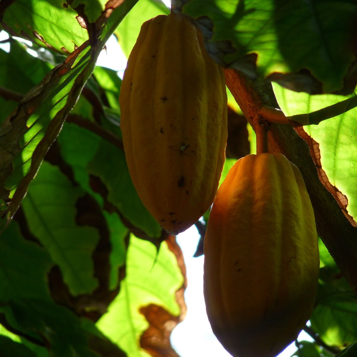 Les fruits rares du volcan - Réunion la 1ère