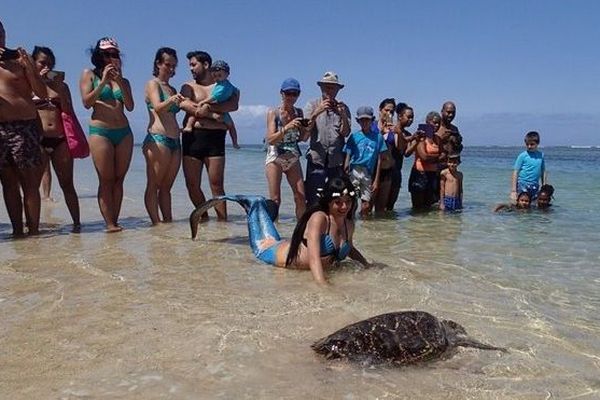 Tortue relachee à l'eau avec sirène 220918