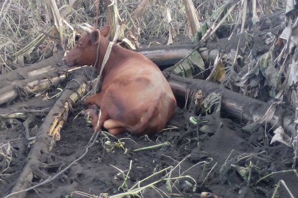 Une vache au milieu de la cendre volcanique