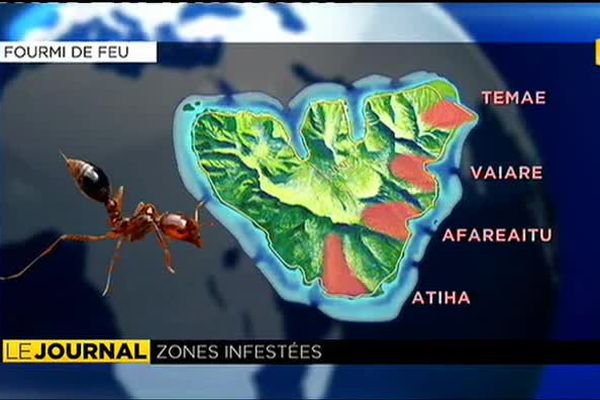 Petite fourmi de feu : la lutte continue à Moorea