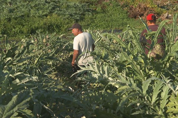 C’est le début de la saison des artichauts à La Réunion