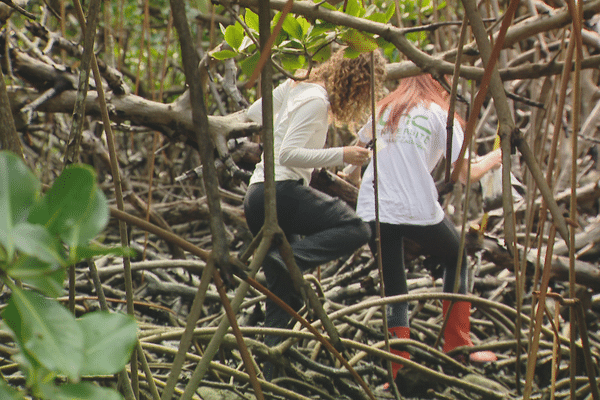 Une doctorante étudie les effets de l'urbanisation sur la mangrove.