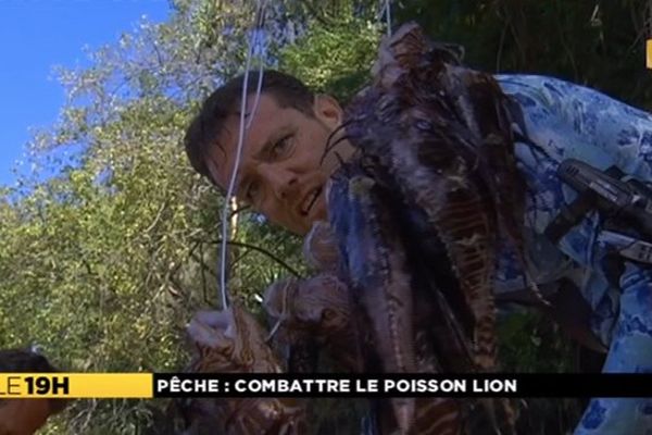 La chasse aux poissons lions s'intensifie à la Martinique