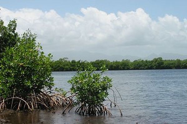 La mangrove du Grand Cul de Sac Marin en Guadeloupe