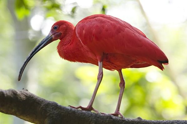 La naissance d’un ibis rouge en 50 secondes d’images