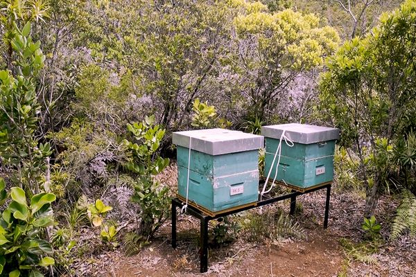 Les ruches connectées : pourquoi cette innovation technologique est au service des abeilles et des apiculteurs