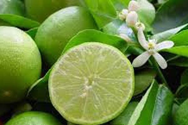 Citrons verts de Guadeloupe