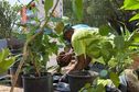 Environnement et bien vivre : En "vert "et contre tout, Mamoudzou veut embellir le quotidien de ses habitants