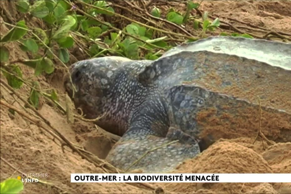 REPLAY. Climat : La Biodiversité Des Outre-mer Particulièrement Menacée ...